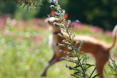 Hundebetreuung Friedrichshain 1